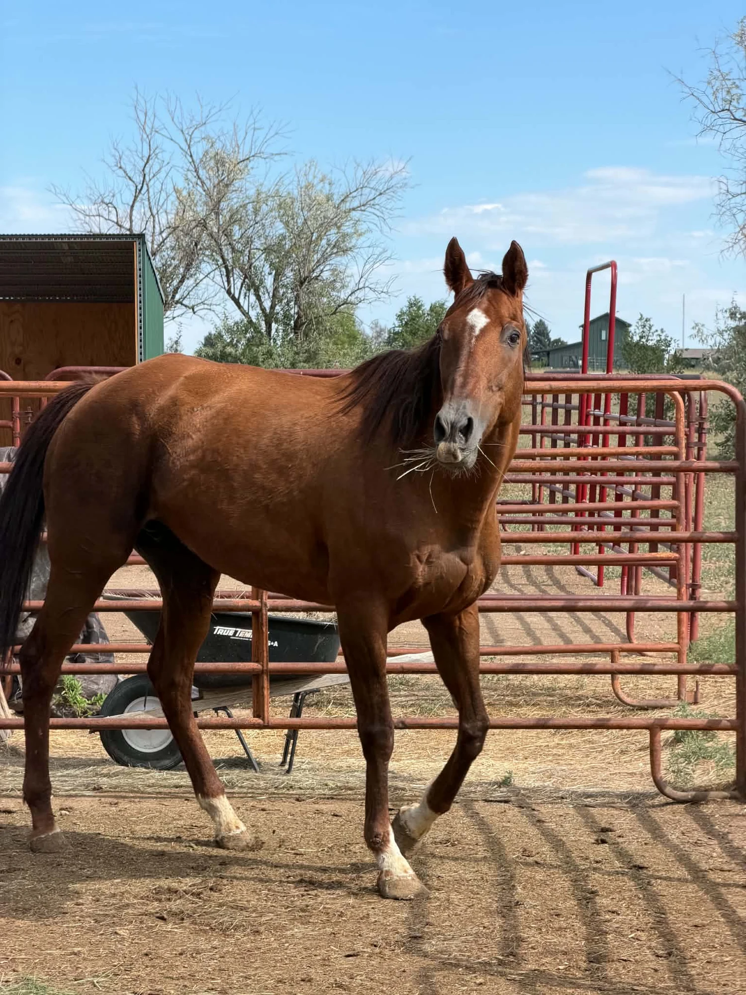 Debtbreaker standing in a paddock