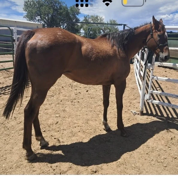 Debtbreaker standing in a pen earlier in her journey
