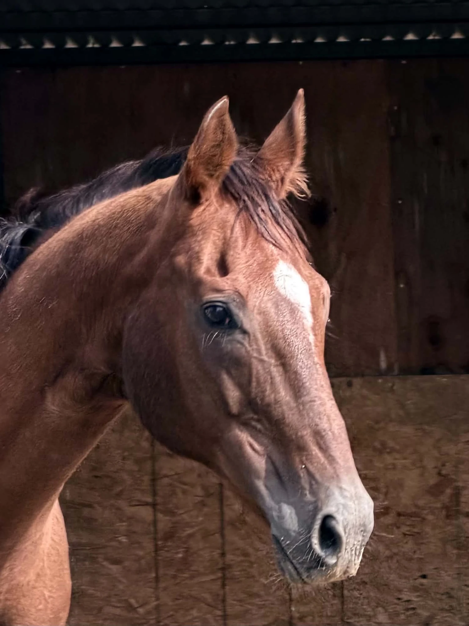 Portrait of Debtbreaker, a chestnut Thoroughbred mare