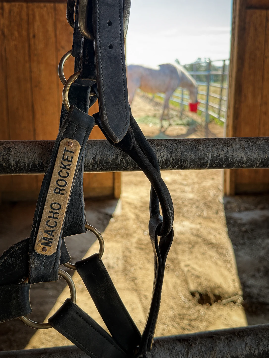 Macho Rocket's halter hanging outside his stall with Macho standing safely behind it