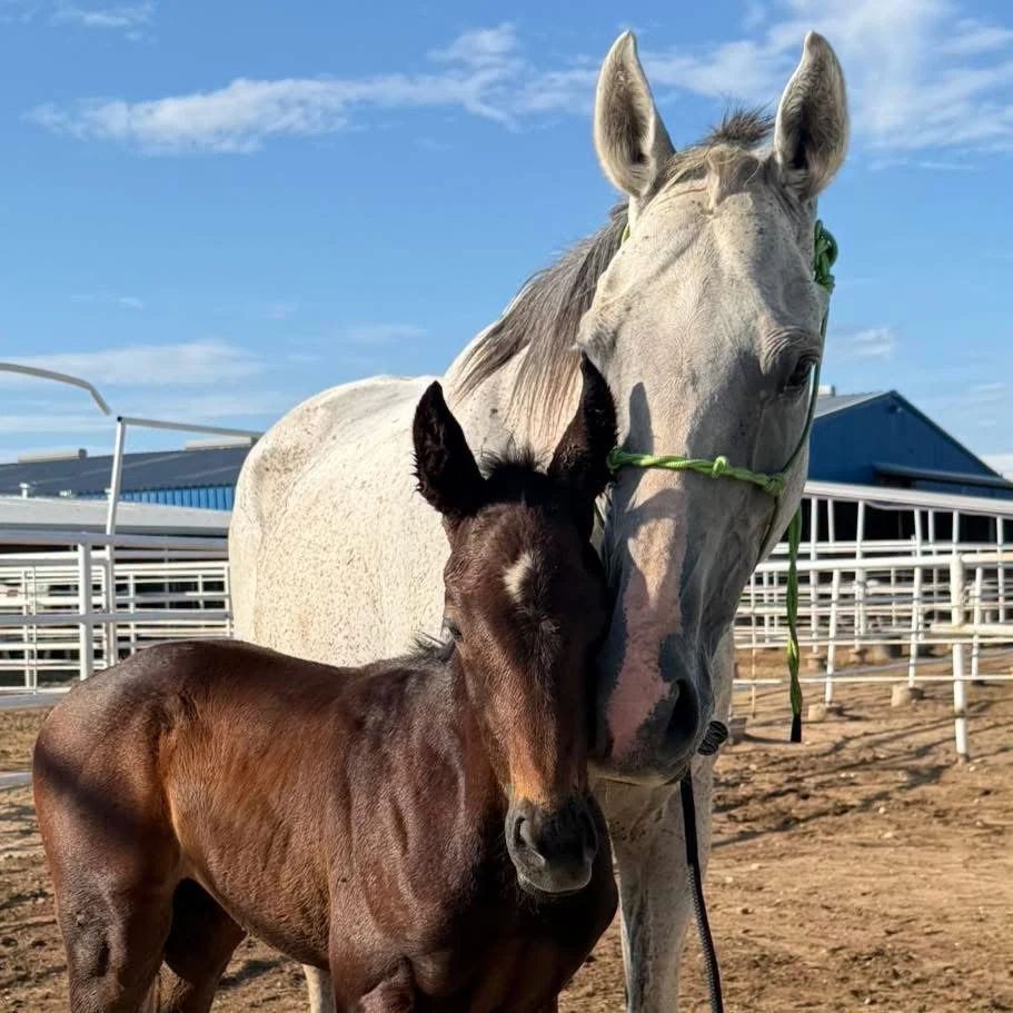 Miss Dixie and Dixie’s Rebel Heart together during their journey through the auction and slaughter pipeline.