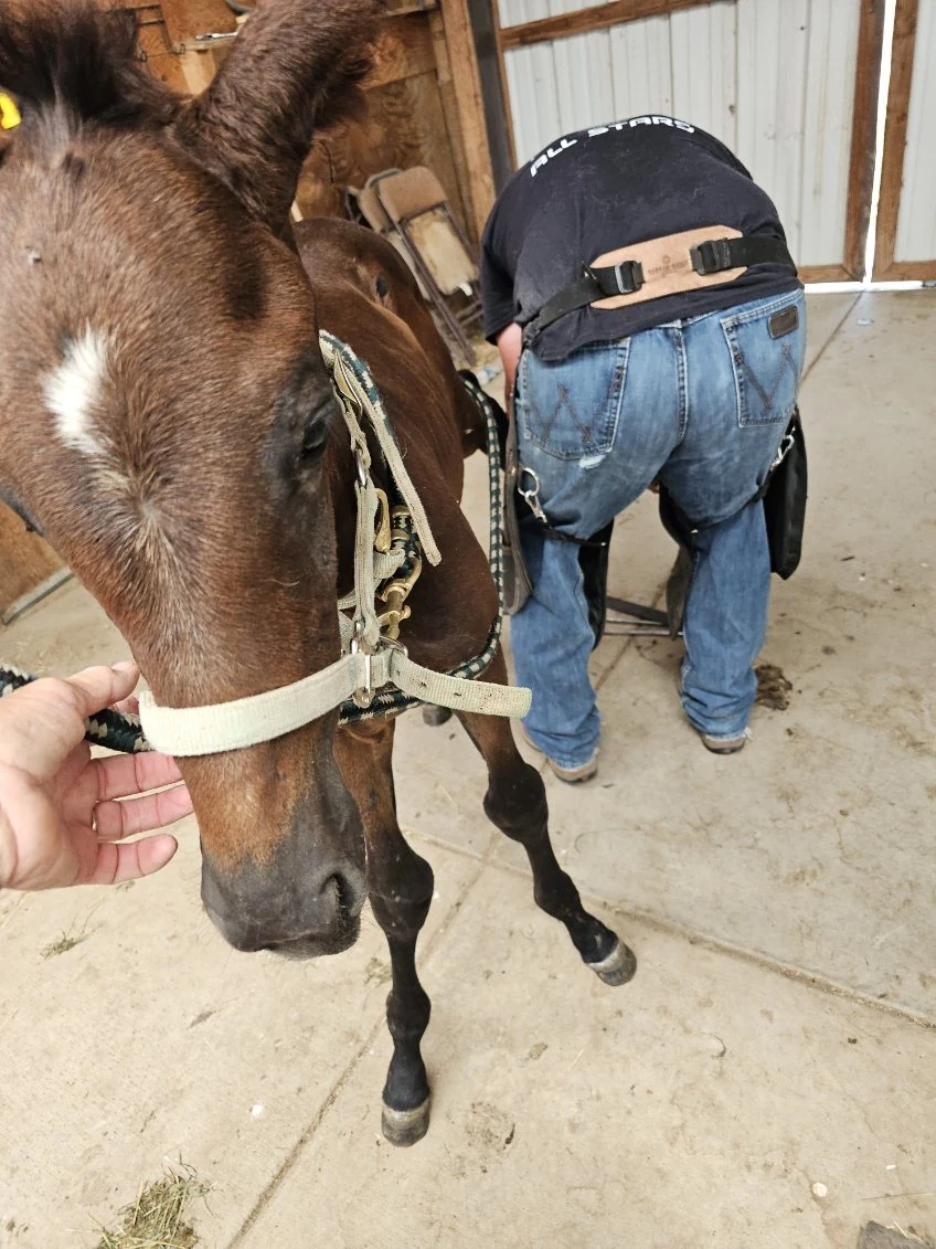 Rebel receiving careful farrier work as part of his recovery and developmental care.
