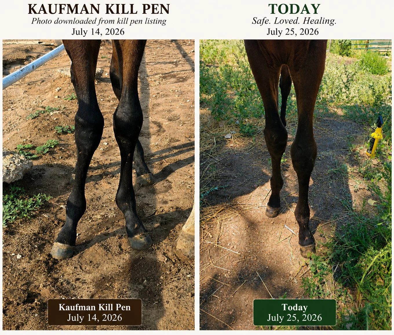 Rebel’s front legs during the kill-pen period and after reaching safety, showing the early improvement.