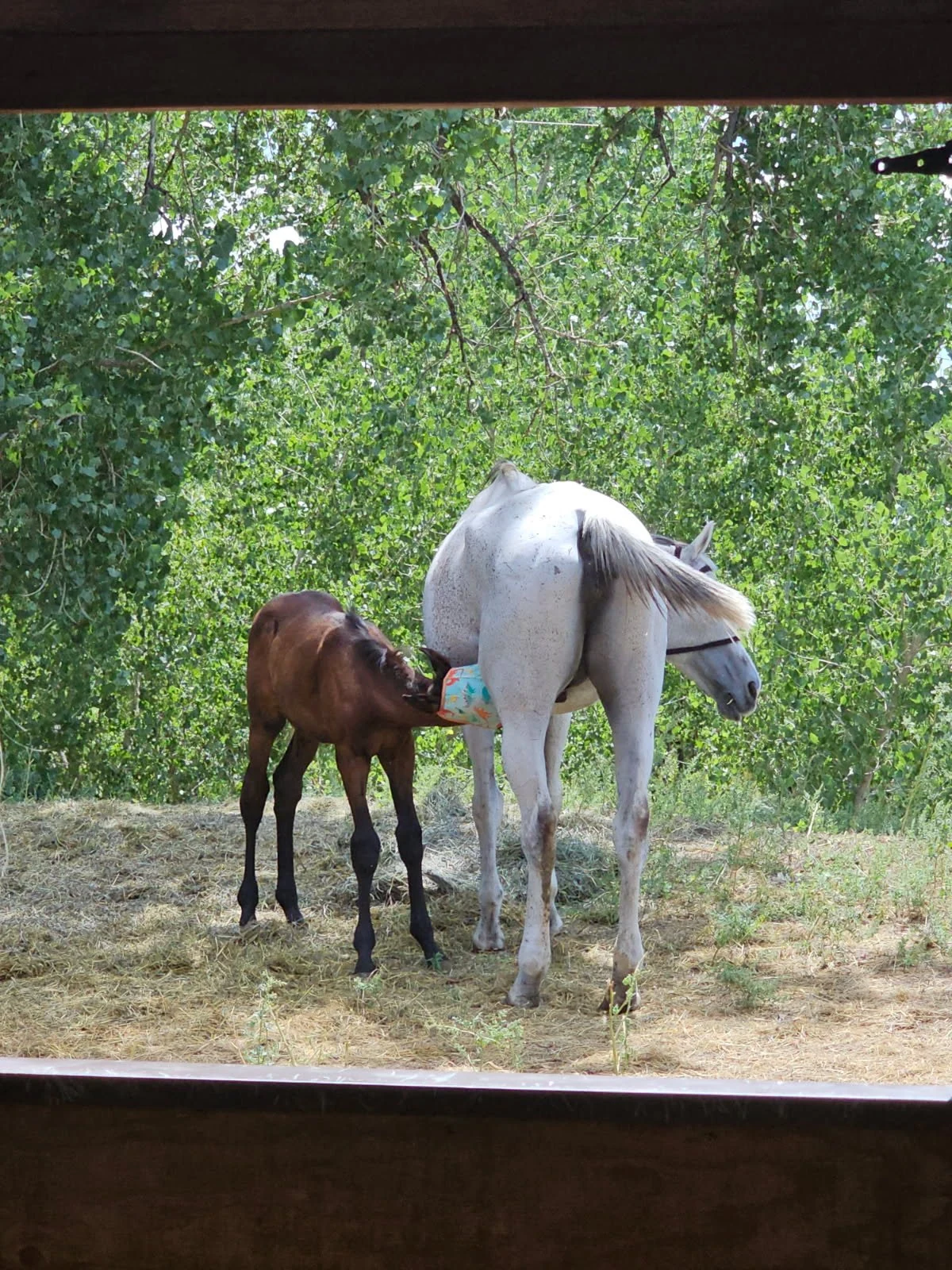 Miss Dixie and Rebel together during recovery, with Rebel still depending on his mother as he grows.