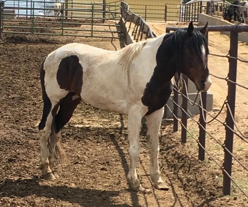 Val, a rescued seven-year-old stallion, standing in a holding pen before rescue